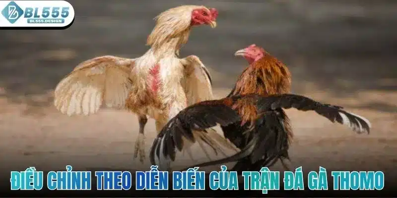 Đá Gà Thomo - Điểm Đến Giải Trí Kịch Tính Tại Sảnh BL555 5 Điều chỉnh theo diễn biến của trận đá gà Thomo