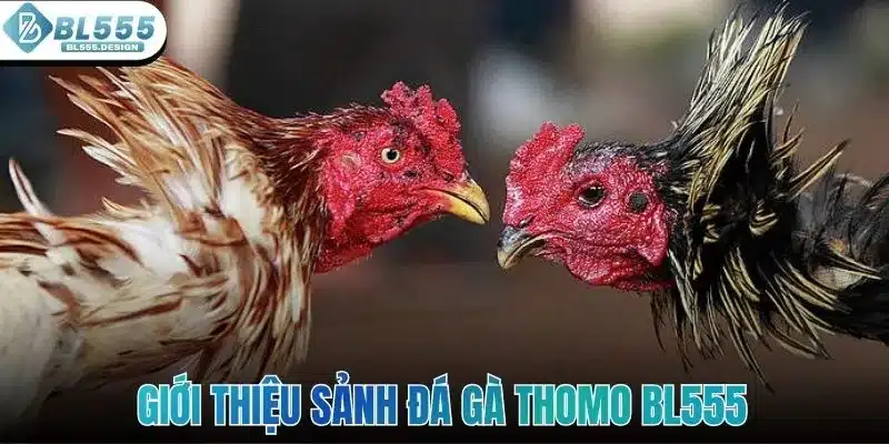 Đá Gà Thomo - Điểm Đến Giải Trí Kịch Tính Tại Sảnh BL555 2 Giới thiệu sảnh đá gà Thomo BL555