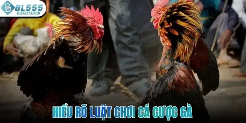Đá Gà Thomo - Điểm Đến Giải Trí Kịch Tính Tại Sảnh BL555 4 Hiểu rõ luật chơi cũng như các hình thức cá cược gà