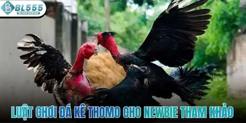 Đá Gà Thomo - Điểm Đến Giải Trí Kịch Tính Tại Sảnh BL555 3 Luật chơi đá kê Thomo cho newbie tham khảo