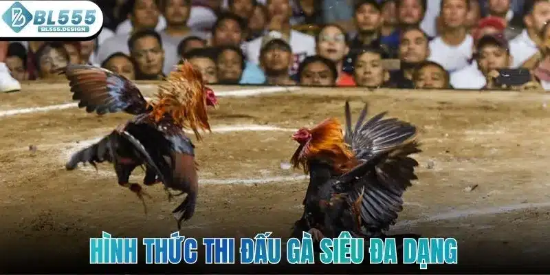 WS168 Đá Gà - Điểm Hẹn Giải Trí Siêu Thú Vị Ở Sảnh BL555 3 Hình thức thi đấu gà siêu đa dạng