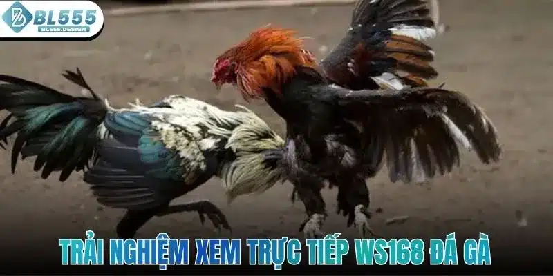 WS168 Đá Gà - Điểm Hẹn Giải Trí Siêu Thú Vị Ở Sảnh BL555 2 Trải nghiệm xem trực tiếp WS168 đá gà